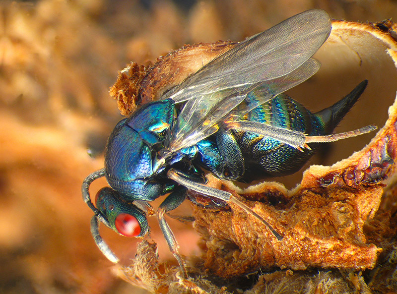 Cynips caputmedusae con parassitoide Ormyridae